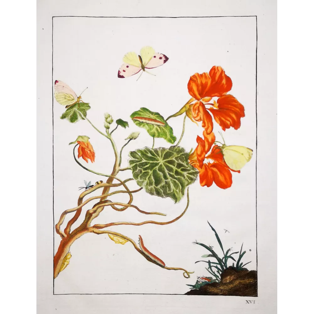 Pieris brassicae on Tropaeolum majus – Hand-colored engraving by Jacob L’Admiral (1774) Pieris brassicae on Tropaeolum majus – Hand-colored engraving by Jacob L’Admiral (1774)