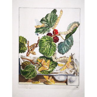Silkworm (*Bombyx Mori*) on Mulberry (*Morus alba*) Hand-colored engraving by Jacob L'Admiral (1774)