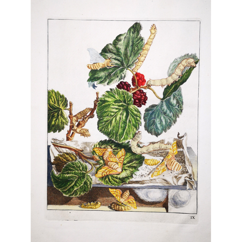 Silkworm (*Bombyx Mori*) on Mulberry (*Morus alba*) Hand-colored engraving by Jacob L'Admiral (1774) Silkworm (*Bombyx Mori*) on Mulberry (*Morus alba*) Hand-colored engraving by Jacob L'Admiral (1774)