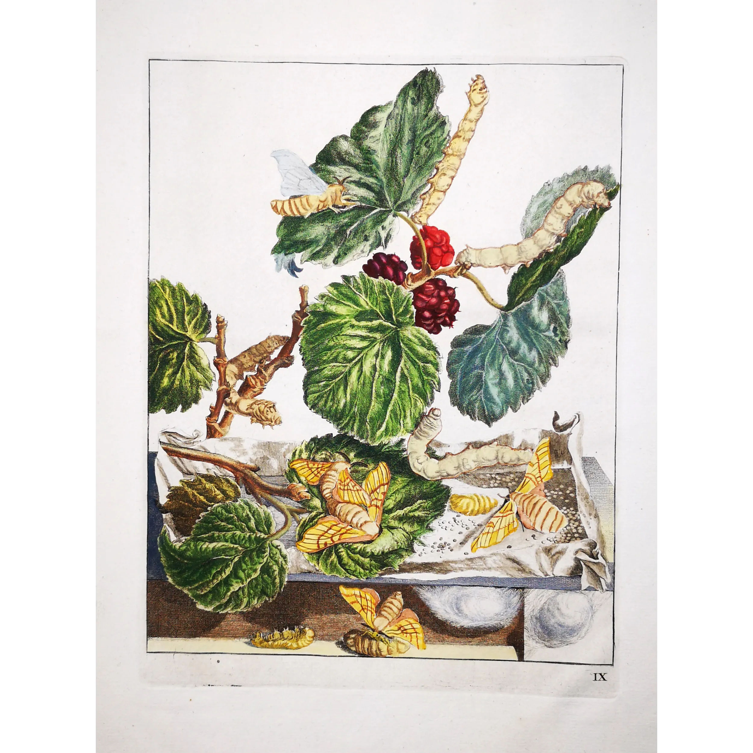 Antique Entomology Print – Jacob L’Admiral – Silkworm