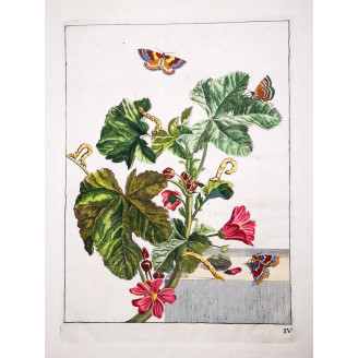 Red Twin-spot Carpet (*Xanthorhoe Spadicearia*) on Mallow (*Malva*) Hand-colored engraving by Jacob L'Admiral (1774)