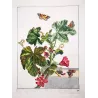 Red Twin-spot Carpet (*Xanthorhoe Spadicearia*) on Mallow (*Malva*) Hand-colored engraving by Jacob L'Admiral (1774)