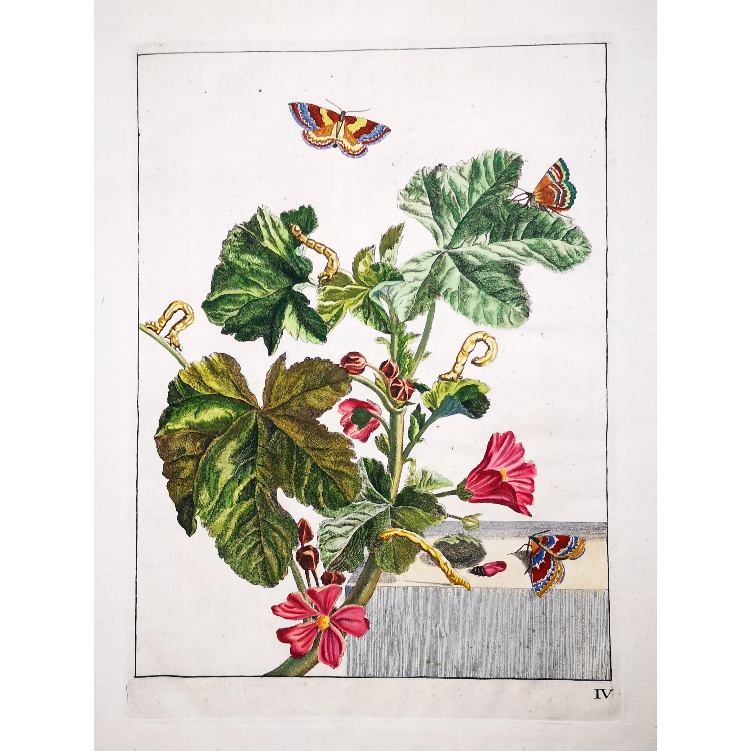 Antique Entomology Print – Jacob L’Admiral – Red Twin-spot Carpet