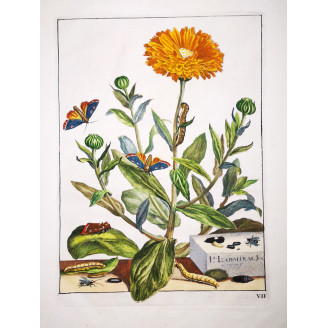 The Gem (*Orthonama obstipata*) on Gerbera (*Gerbera*) Hand-colored engraving by Jacob L'Admiral (1774)