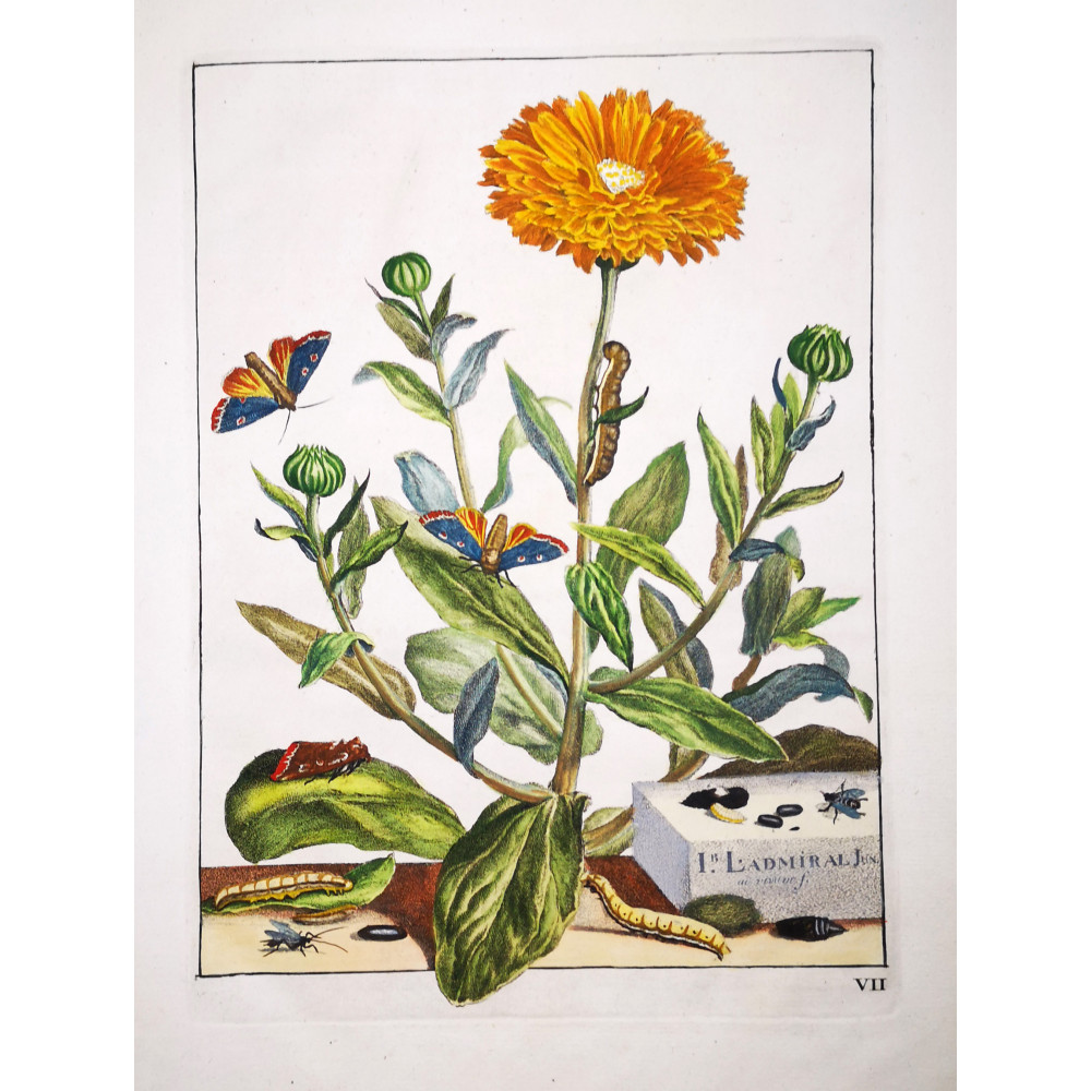 The Gem (*Orthonama obstipata*) on Gerbera (*Gerbera*) Hand-colored engraving by Jacob L'Admiral (1774) The Gem (*Orthonama obstipata*) on Gerbera (*Gerbera*) Hand-colored engraving by Jacob L'Admiral (1774)