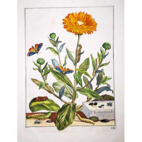 The Gem (*Orthonama obstipata*) on Gerbera (*Gerbera*) Hand-colored engraving by Jacob L'Admiral (1774)
