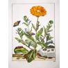 The Gem (*Orthonama obstipata*) on Gerbera (*Gerbera*) Hand-colored engraving by Jacob L'Admiral (1774)