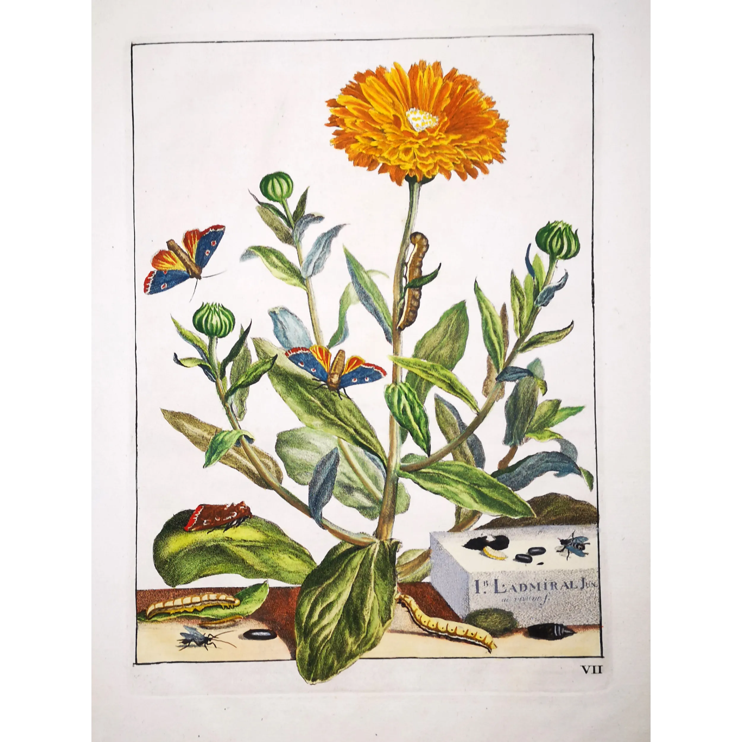 Antique Entomology Print – Jacob L’Admiral – The Gem