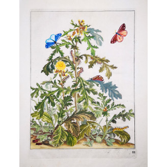 Cinnabar Moth (*Tyria Jacobaeae*) Hand-colored engraving by Jacob L'Admiral (1774)