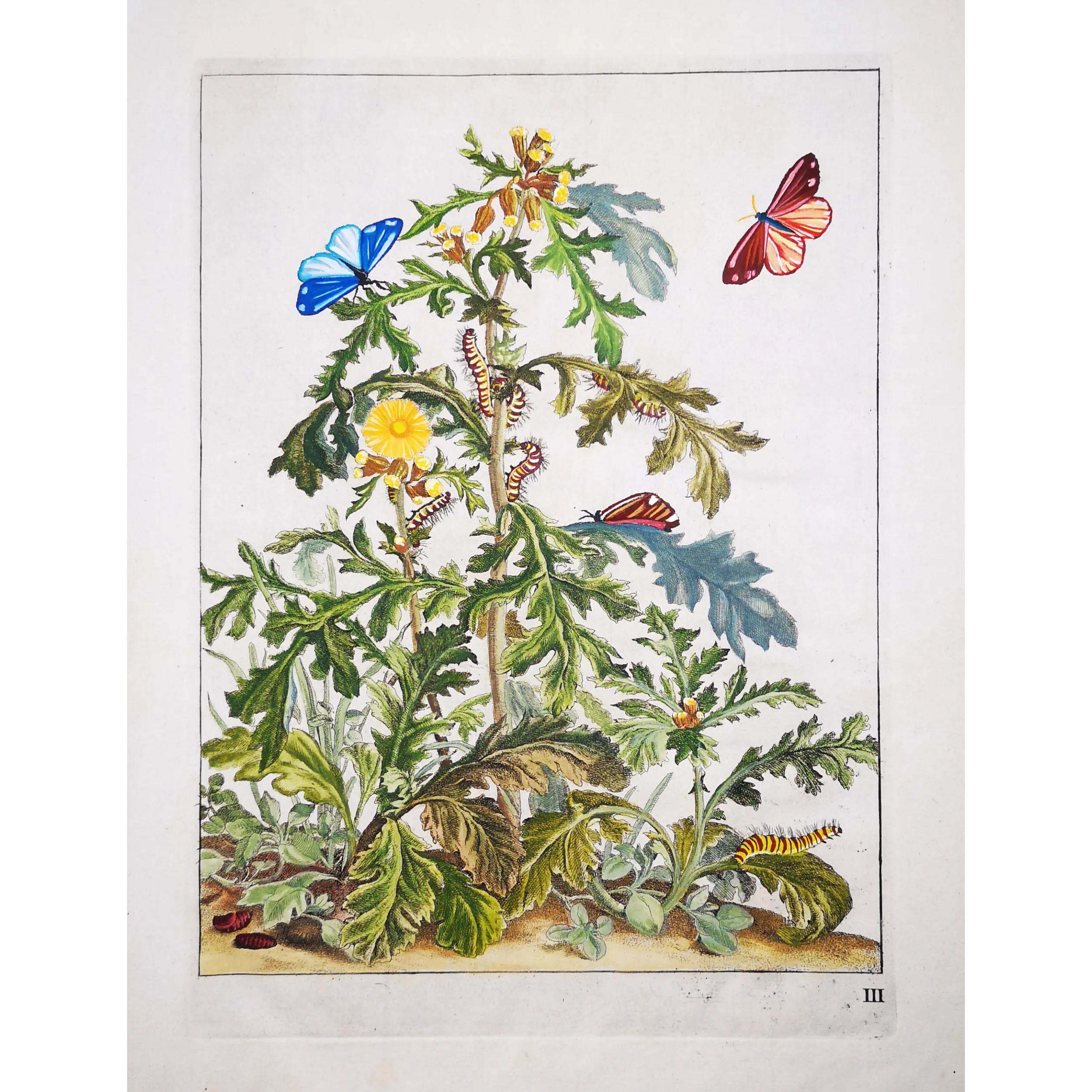Antique Entomology Print – Jacob L’Admiral – Cinnabar Moth