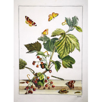 Phoenix Moth (*Eulithis Prunata*)  Hand-colored engraving by Jacob L'Admiral (1774)