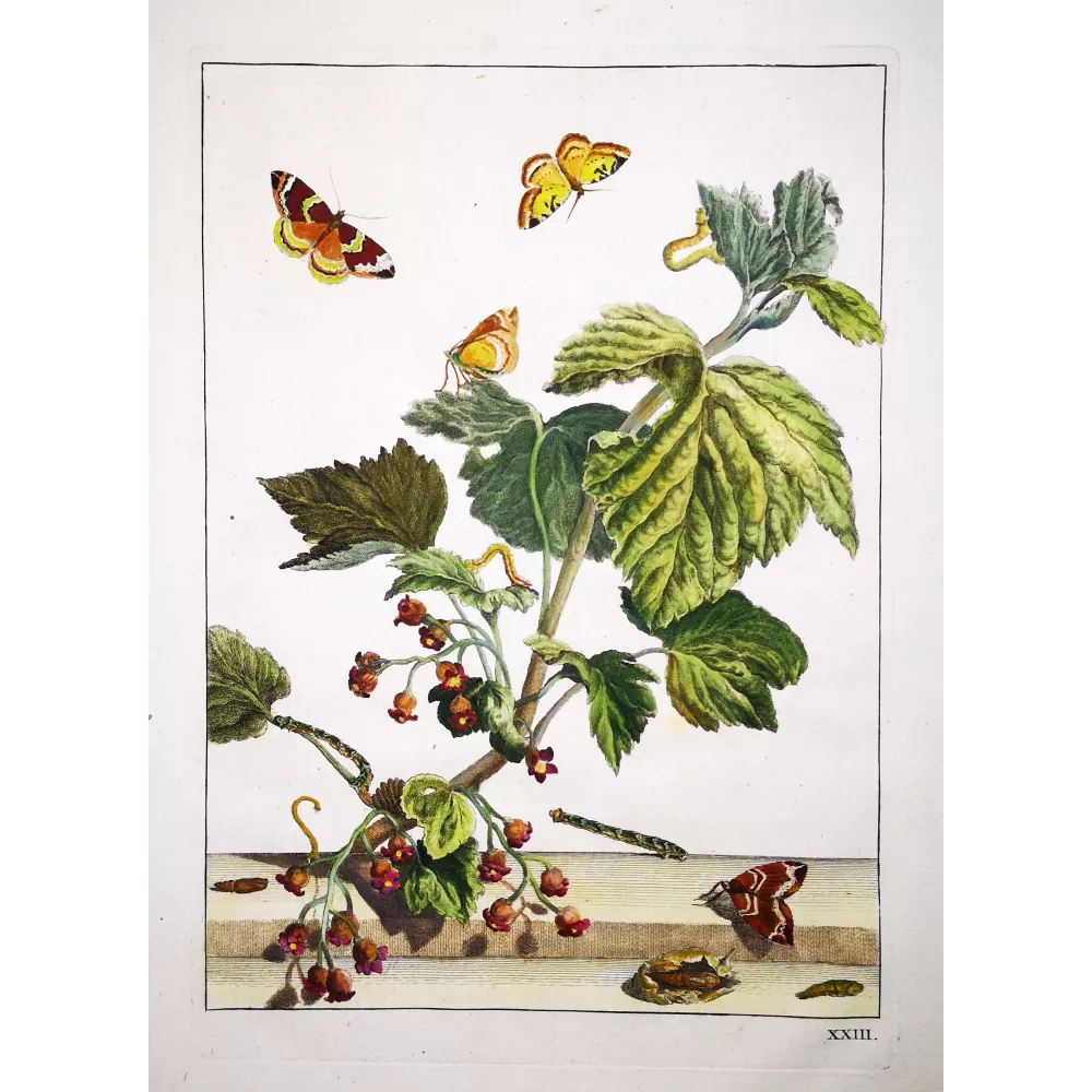Phoenix Moth (*Eulithis Prunata*)  Hand-colored engraving by Jacob L'Admiral (1774)