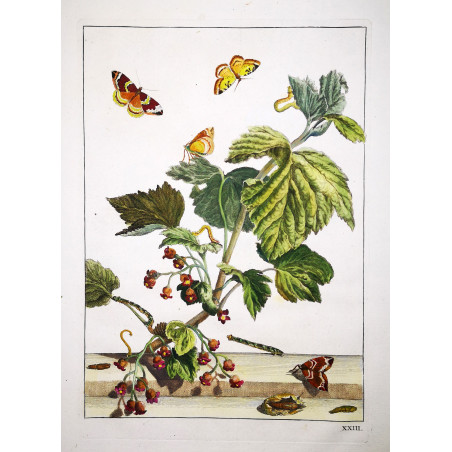 Phoenix Moth (*Eulithis Prunata*)  Hand-colored engraving by Jacob L'Admiral (1774)