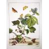 Phoenix Moth (*Eulithis Prunata*) Hand-colored engraving by Jacob L'Admiral (1774)