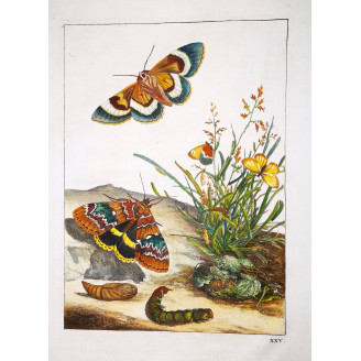 Clifden Nonpareil (*Catocala Fraxini*) Hand-colored engraving by Jacob L'Admiral (1774)