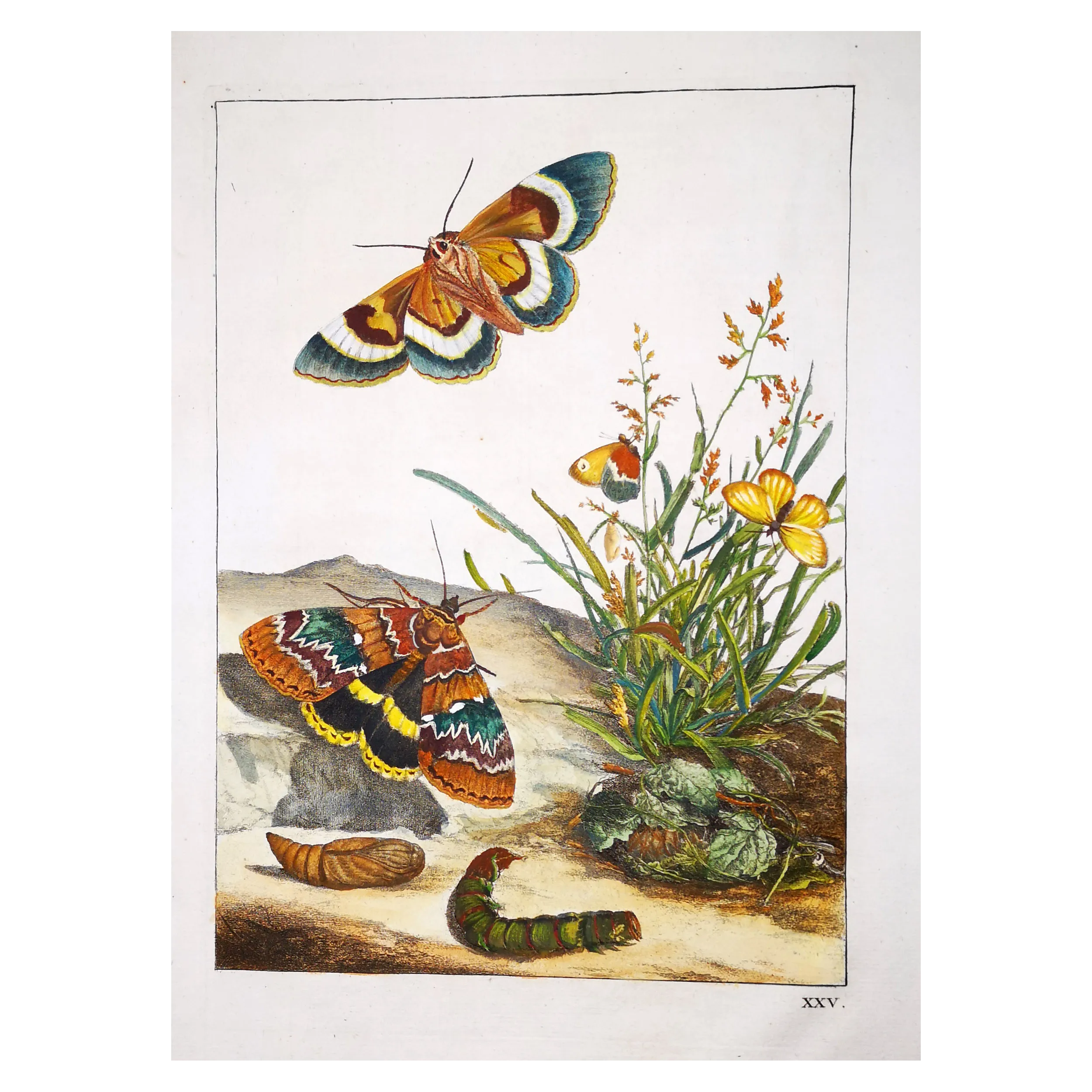Antique Entomology Print – Jacob L’Admiral – Clifden Nonpareil