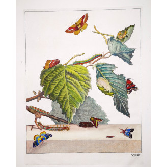 Moth  (*Heterocera*) Hand-colored engraving by Jacob L'Admiral (1774)