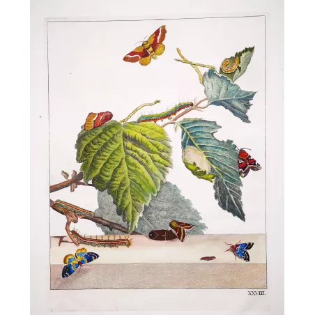 Moth  (*Heterocera*) Hand-colored engraving by Jacob L'Admiral (1774)