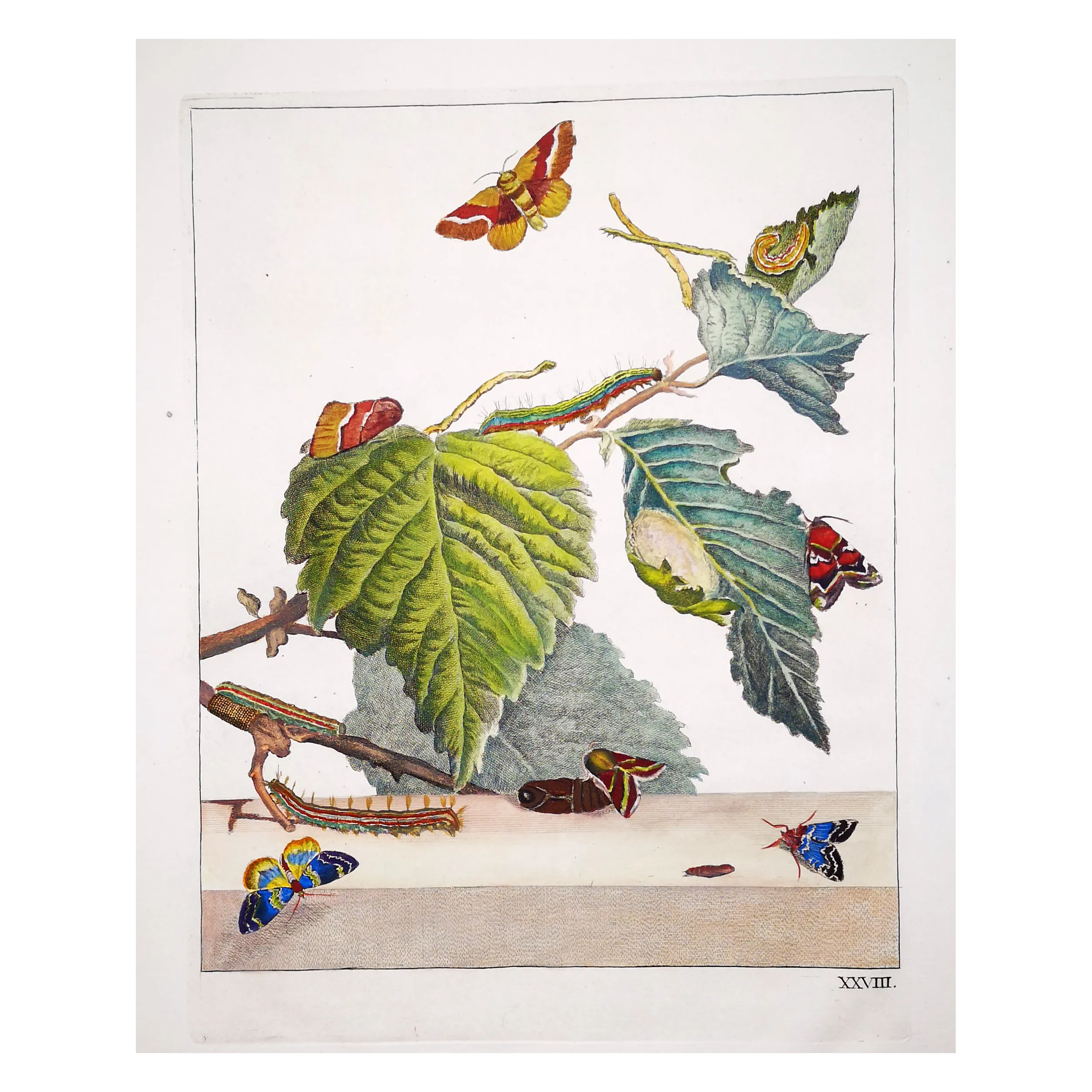 Antique Entomology Print – Jacob L’Admiral – Moth (unidentified species)