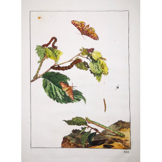Peppered Moth (*Biston Betularia*) on Birch (*Betula*) Hand-colored engraving by Jacob L'Admiral (1774)