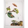 Peppered Moth (*Biston Betularia*) on Birch (*Betula*) Hand-colored engraving by Jacob L'Admiral (1774)