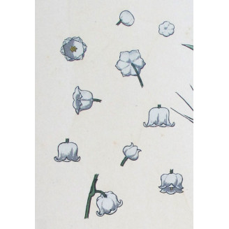 Lily of the Valley – Eugène Grasset (1896) | Botanical Art Nouveau Print