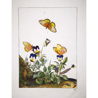Lesser Marbled Fritillary (*Brenthis Ino*) on Wild Pansy (*Viola Tricolor*) Hand-colored engraving by Jacob L'Admiral (1774)