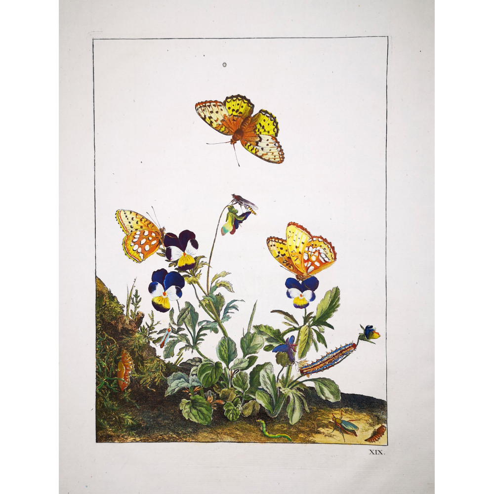Lesser Marbled Fritillary (*Brenthis Ino*) on Wild Pansy (*Viola Tricolor*) Hand-colored engraving by Jacob L'Admiral (1774) Lesser Marbled Fritillary (*Brenthis Ino*) on Wild Pansy (*Viola Tricolor*) Hand-colored engraving by Jacob L'Admiral (1774)