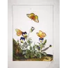 Lesser Marbled Fritillary (*Brenthis Ino*) on Wild Pansy (*Viola Tricolor*) Hand-colored engraving by Jacob L'Admiral (1774)