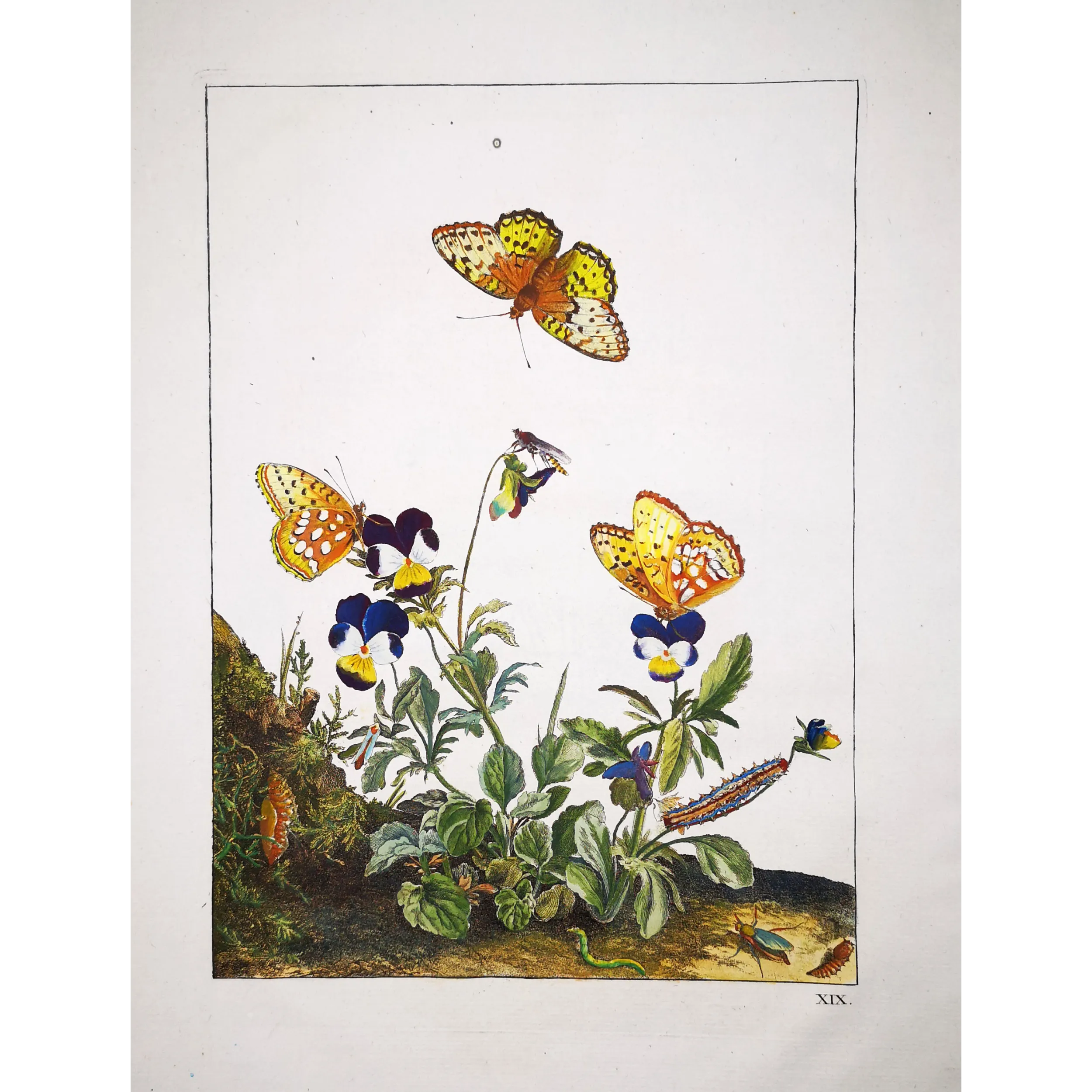 Antique Entomology Print – Jacob L’Admiral – Lesser Marbled Fritillary
