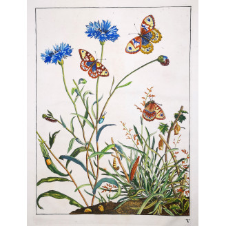 Wall Brown (*Lasiommata megera*) Hand-colored engraving by Jacob L'Admiral (1774)