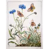Wall Brown (*Lasiommata megera*) Hand-colored engraving by Jacob L'Admiral (1774)