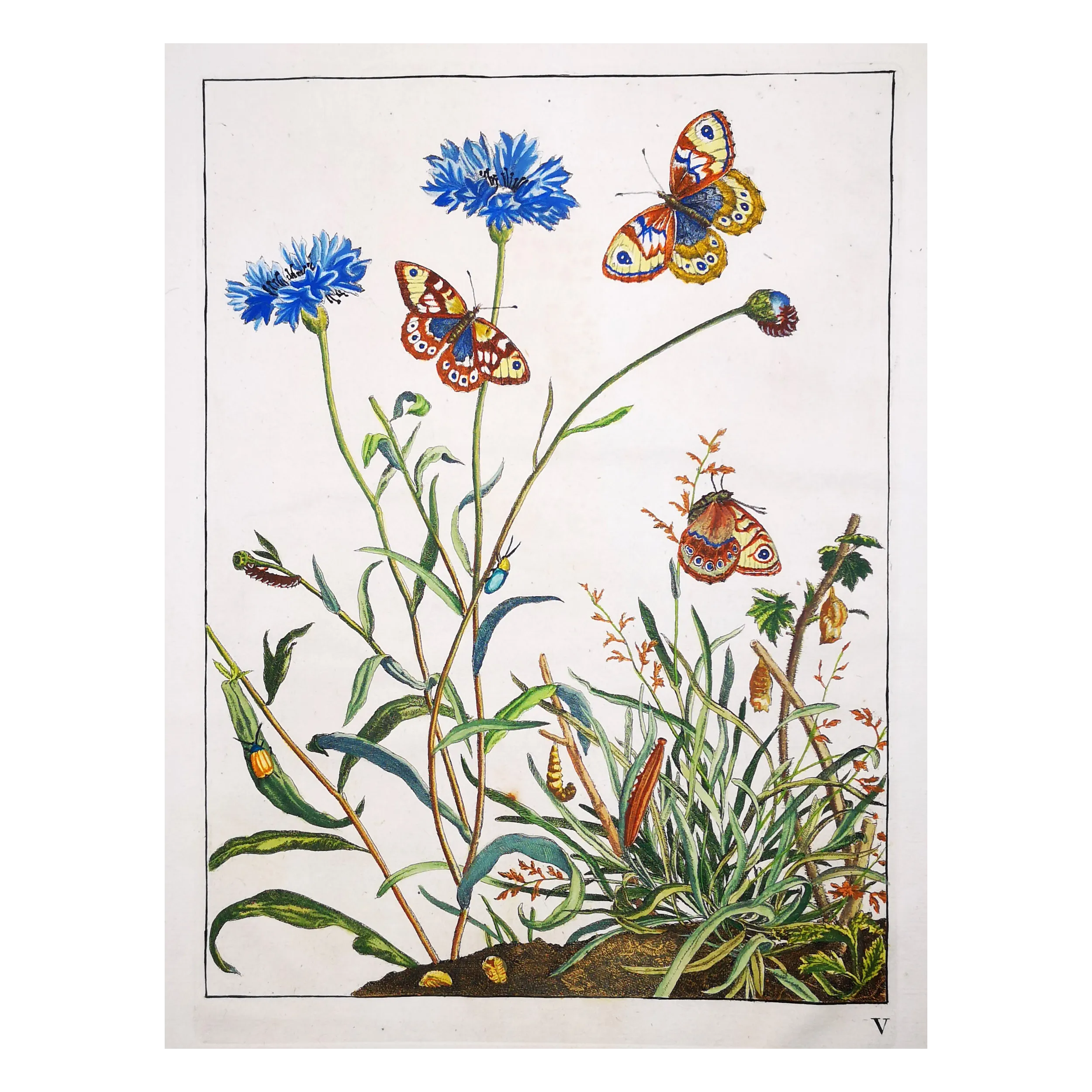 Antique Entomology Print – Jacob L’Admiral – Wall Brown