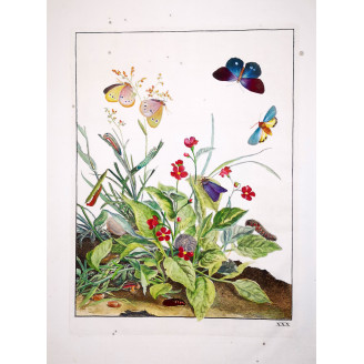 Ringlet (*Aphantopus hyperatus*) Hand-colored engraving by Jacob L'Admiral (1774)