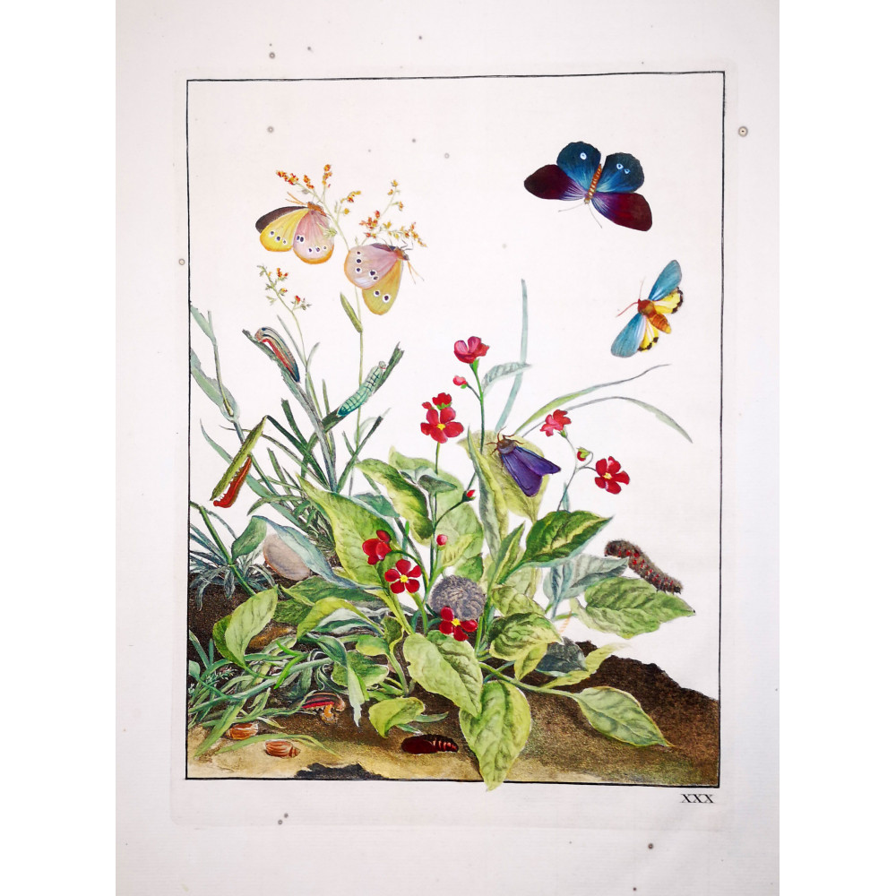 Ringlet (*Aphantopus hyperatus*) Hand-colored engraving by Jacob L'Admiral (1774) Ringlet (*Aphantopus hyperatus*) Hand-colored engraving by Jacob L'Admiral (1774)