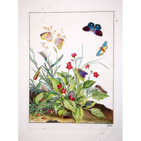 Ringlet (*Aphantopus hyperatus*) Hand-colored engraving by Jacob L'Admiral (1774)