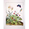 Ringlet (*Aphantopus hyperatus*) Hand-colored engraving by Jacob L'Admiral (1774)