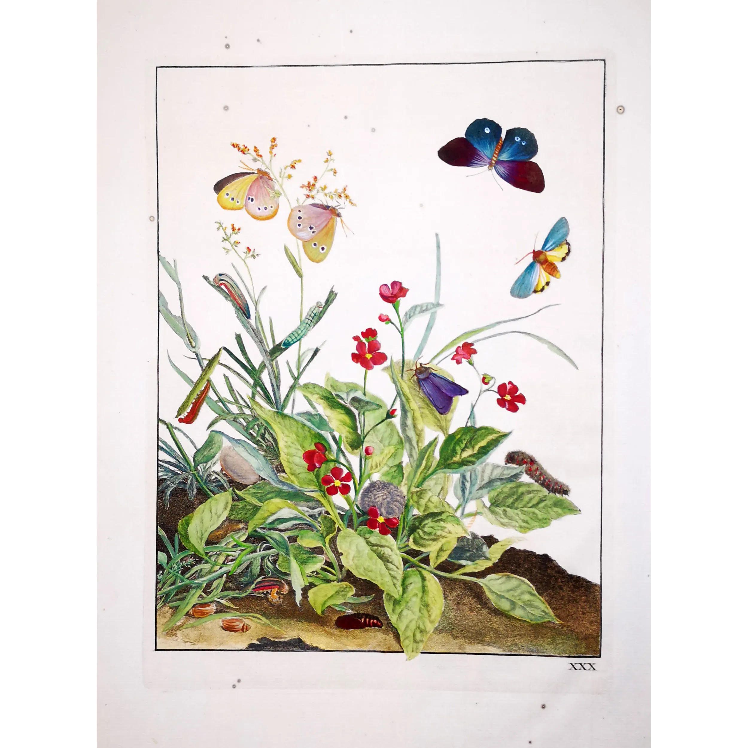 Antique Entomology Print – Jacob L’Admiral – Ringlet