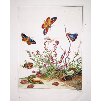 Grass Eggar (*Lesiocampa Trifolii*) Hand-colored engraving by Jacob L'Admiral (1774)