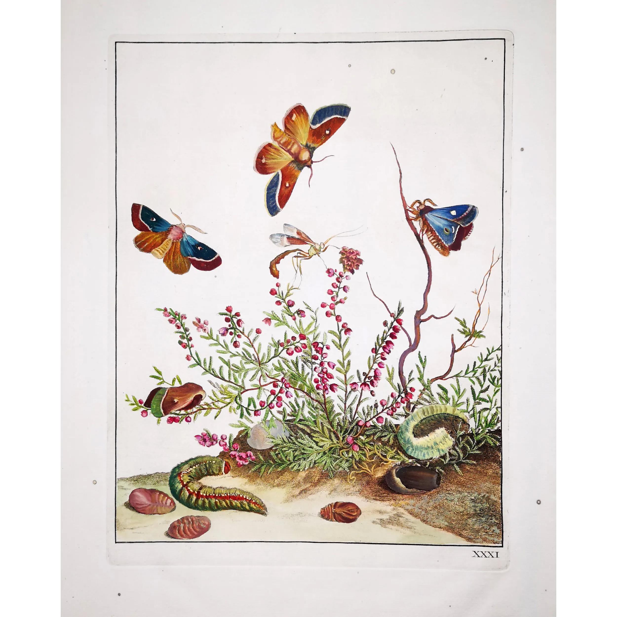 Antique Entomology Print – Jacob L’Admiral – Grass Eggar