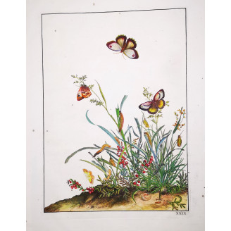 Brown Butterfly (Pseudonympha) (*Pseudonympha*) Hand-colored engraving by Jacob L'Admiral (1774)