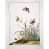 Brown Butterfly (*Pseudonympha*) Hand-colored engraving by Jacob L'Admiral (1774)