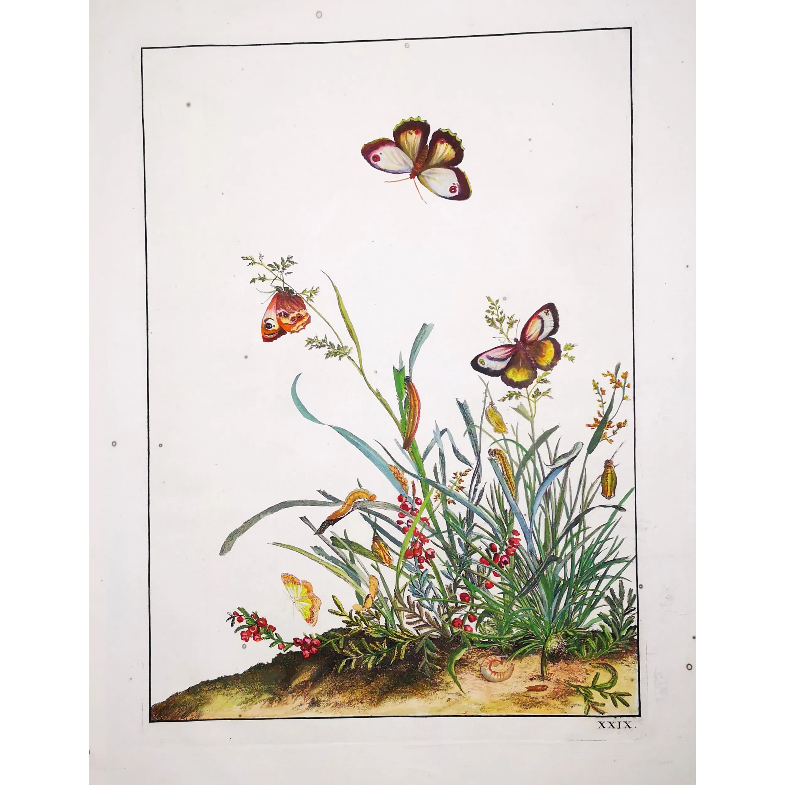 Antique Entomology Print – Jacob L’Admiral – Brown Butterfly