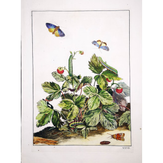 Small Purple-barred (*Phytometra viridaria*) on Wild Strawberry (*Fragaria vesca*) Hand-colored engraving by Jacob L'Admiral (17