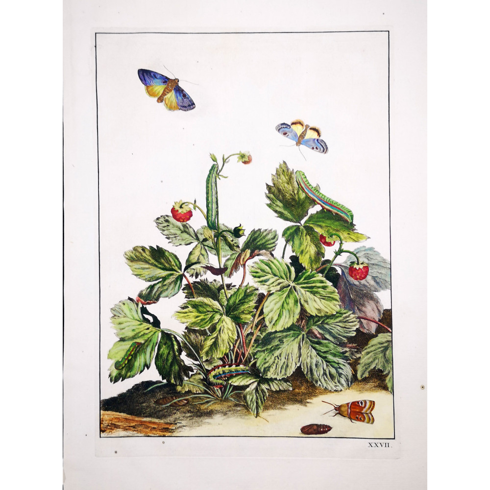 Small Purple-barred (*Phytometra viridaria*) on Wild Strawberry (*Fragaria vesca*) Hand-colored engraving by Jacob L'Admiral (17 Small Purple-barred (*Phytometra viridaria*) on Wild Strawberry (*Fragaria vesca*) Hand-colored engraving by Jacob L'Admiral (17