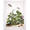 Small Purple-barred (*Phytometra viridaria*) on Wild Strawberry (*Fragaria vesca*) Hand-col. engraving by Jacob L'Admiral (1774)