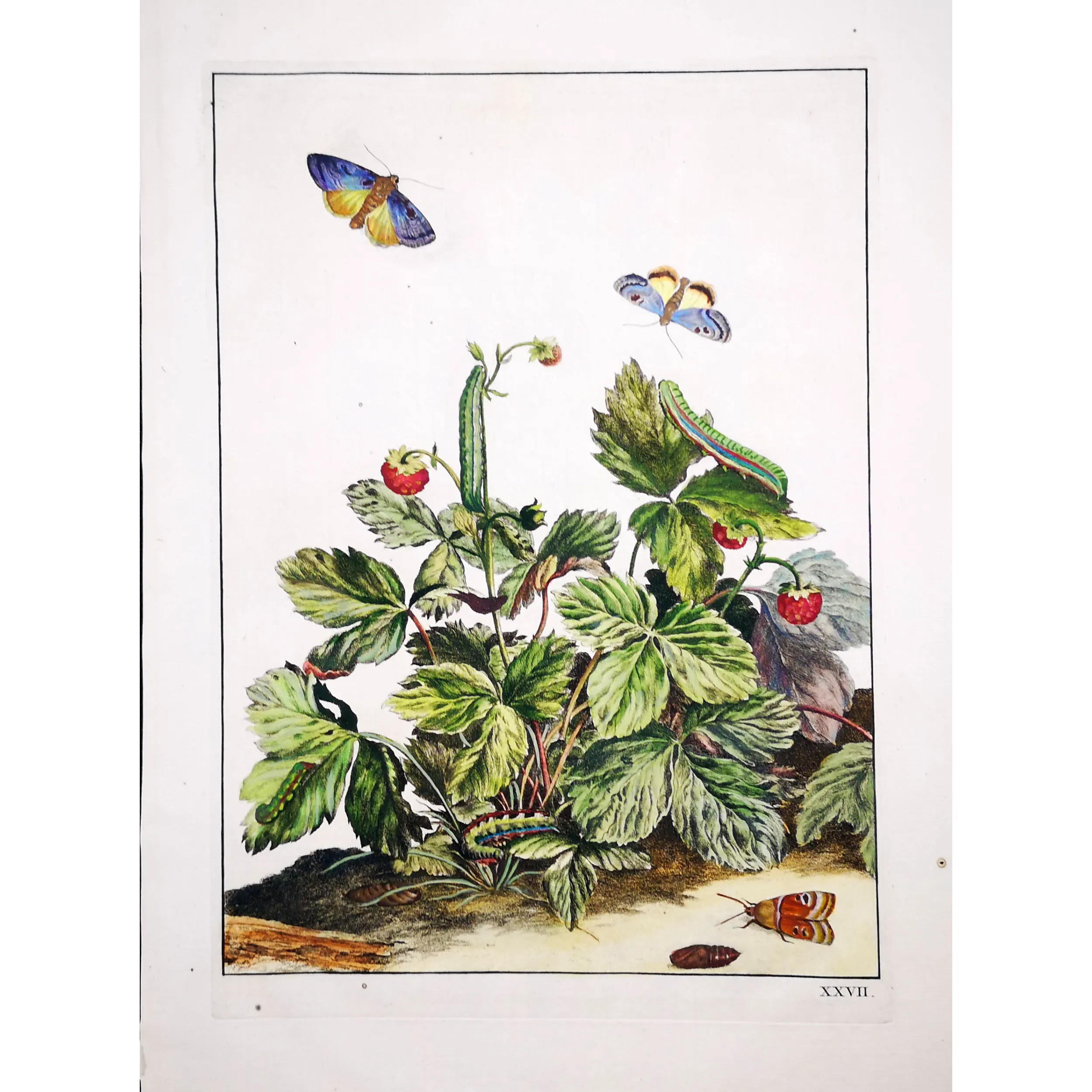 Antique Entomology Print – Jacob L’Admiral – Small Purple-barred