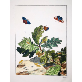 White-letter Hairstreak (*Satyrium w-album*) on Oak (*Quercus*) Hand-colored engraving by Jacob L'Admiral (1774)