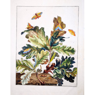 Eyed Hawk-moth (*Snerinthus ocelatus*) on Oak (*Quercus*) Hand-colored engraving by Jacob L'Admiral (1774)