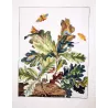 Eyed Hawk-moth (*Snerinthus ocelatus*) on Oak (*Quercus*) Hand-colored engraving by Jacob L'Admiral (1774)
